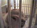 monkey in lab